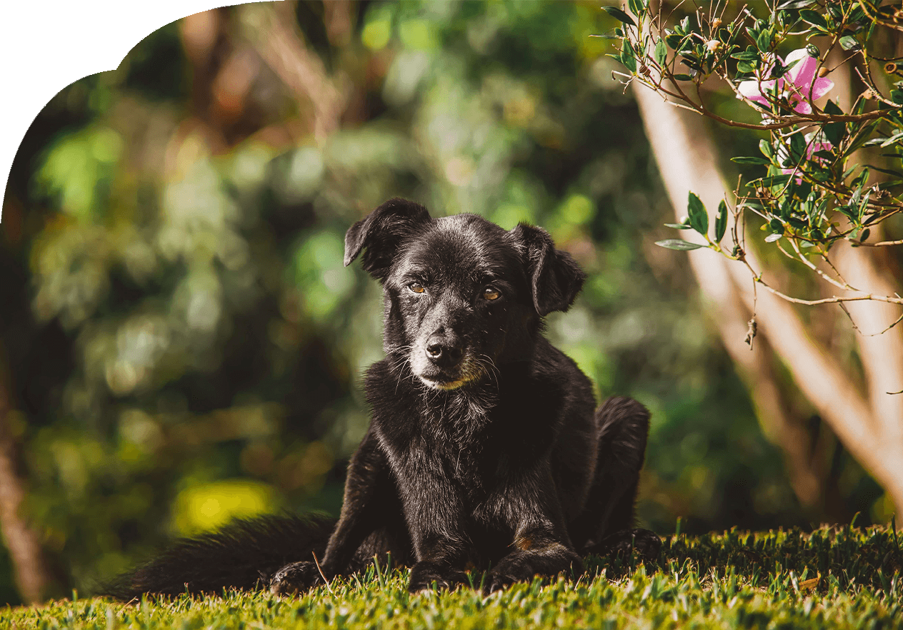 Senior Mischlingshund genießt Sonne auf einer Wiese