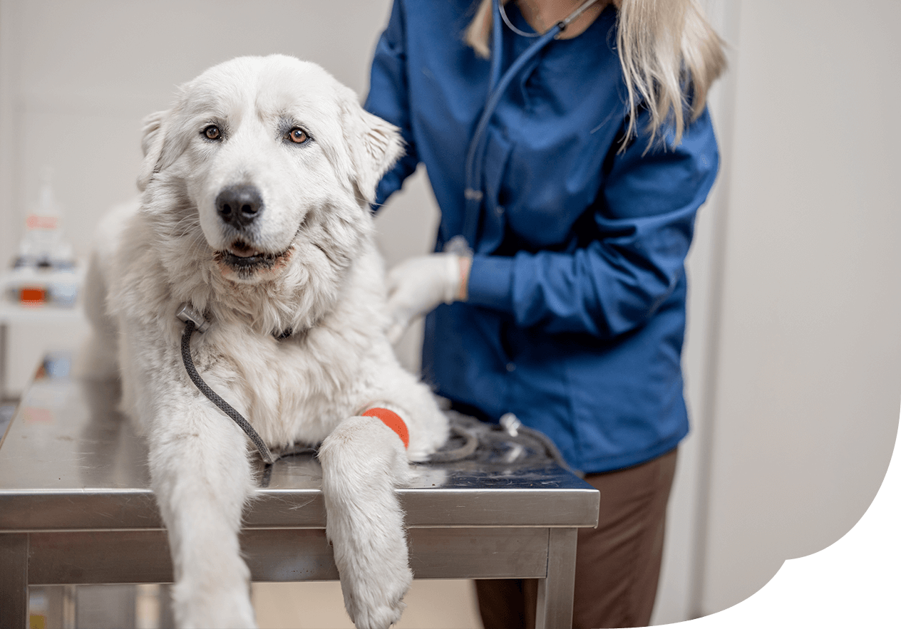 Weißer Mischlingshund wird von Tierärztin untersucht