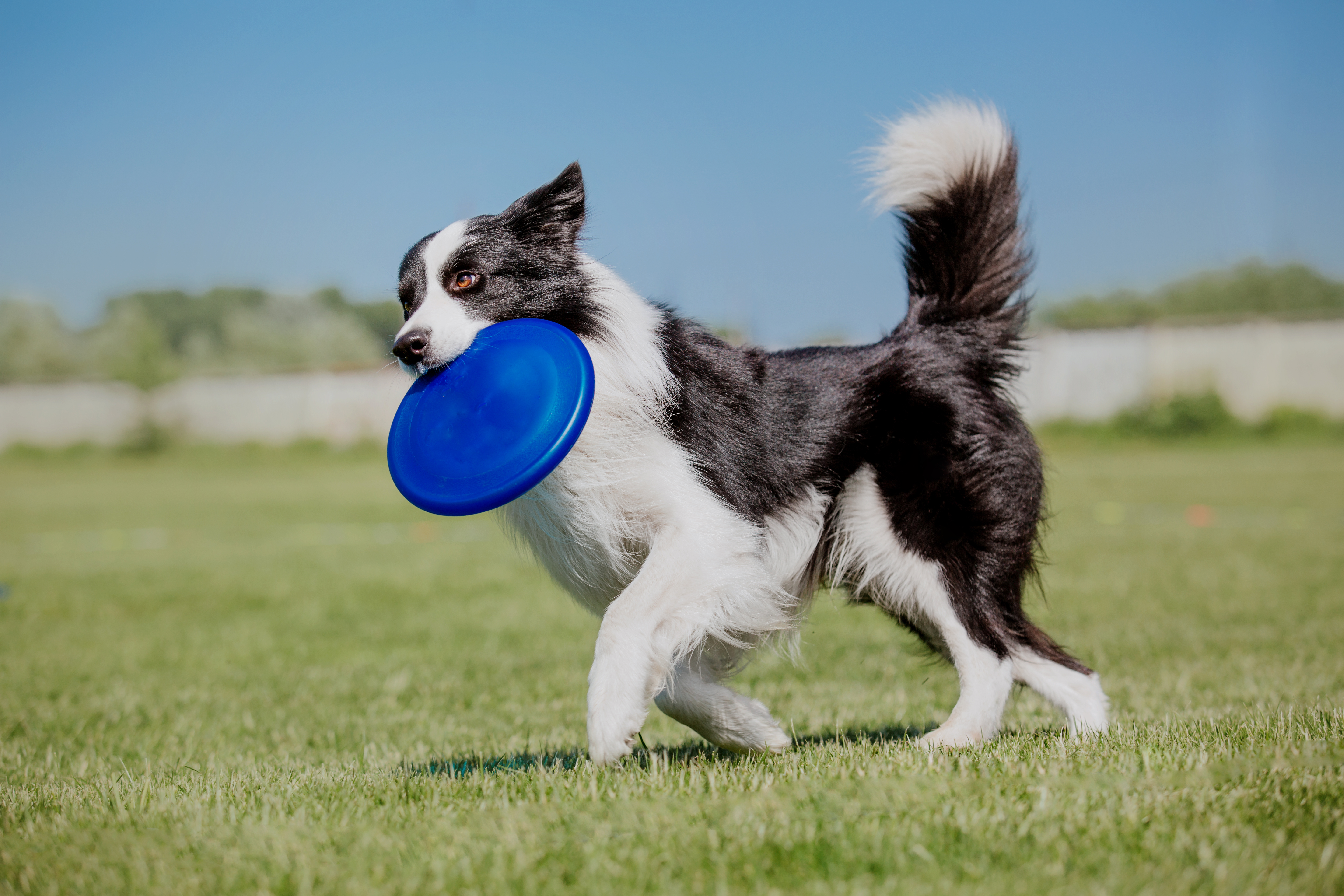 Border Collie mit glänzendem Fell spielt mit Frisbee