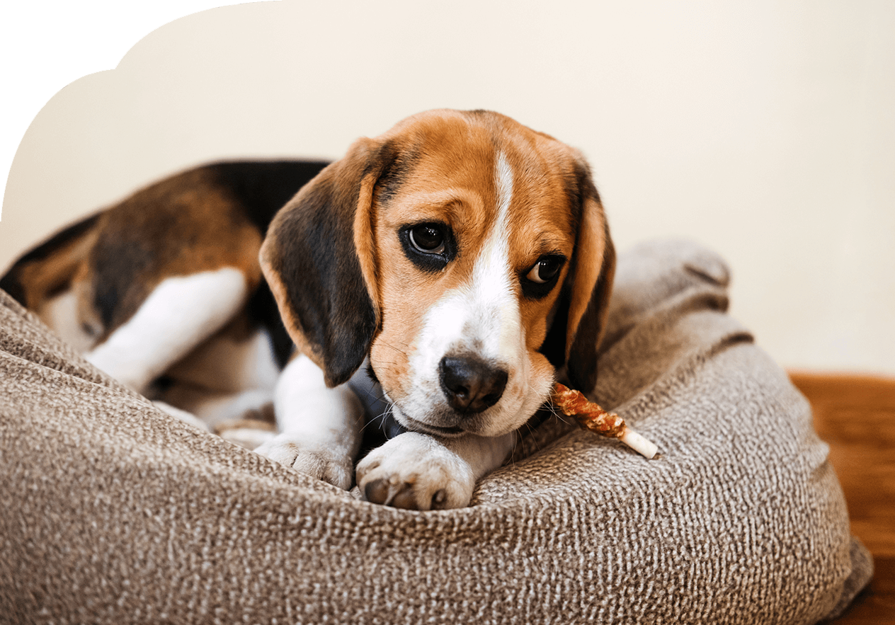 Beagle kaut entspannt auf einer Kaustange