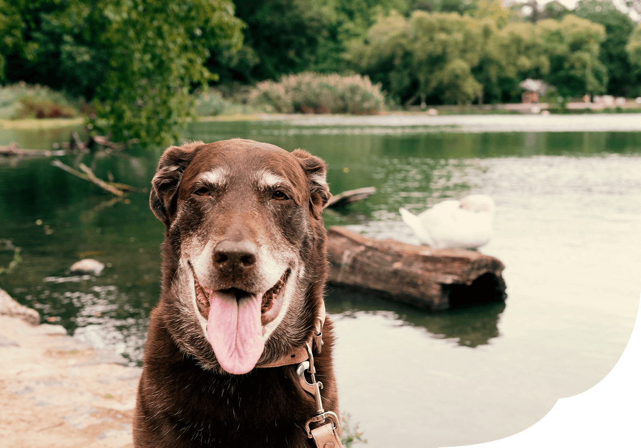 Älterer Hund sitzt am Wasser und schaut erwartungsvoll in die Kamera