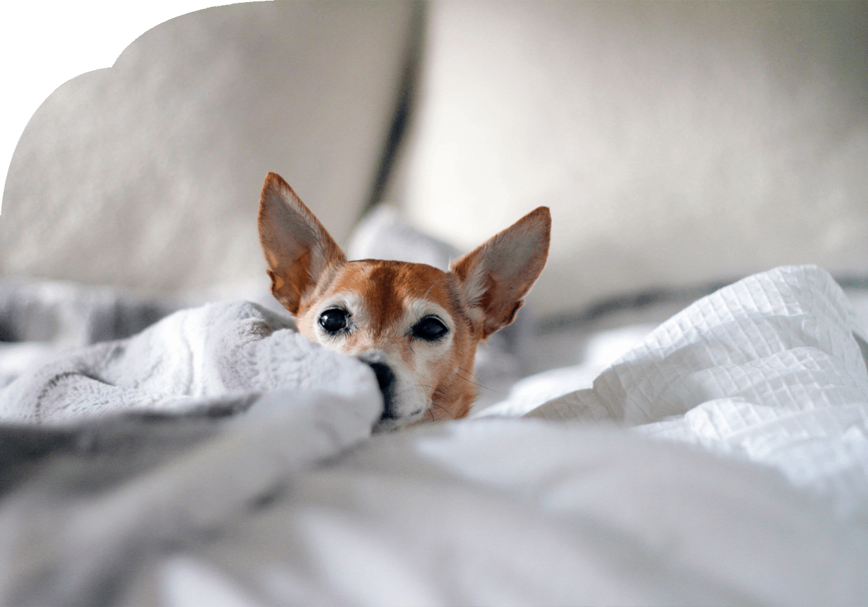 Hund mit großen Ohren liegt entspannt im Bett