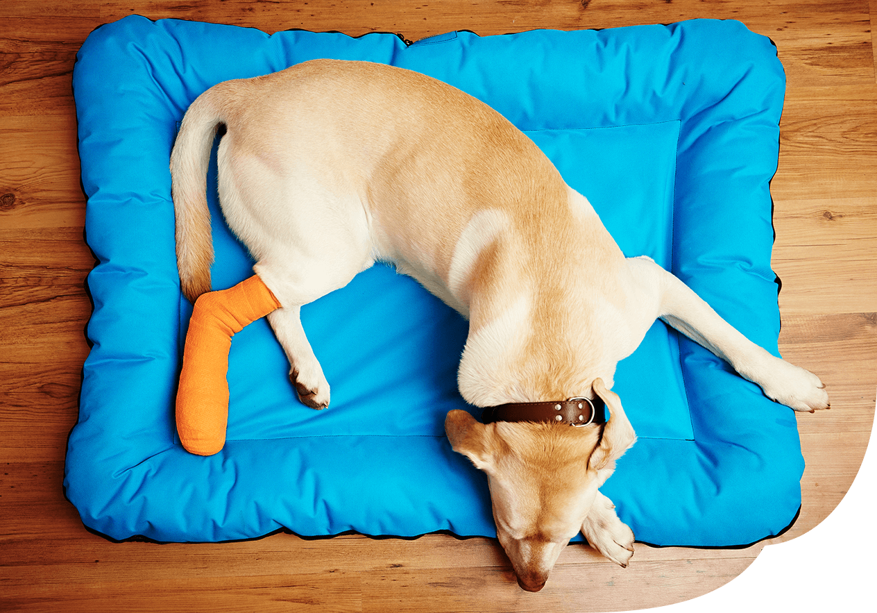 Gelber Labrador liegt mit verbundenem Hinterbein auf einem Hundekissen