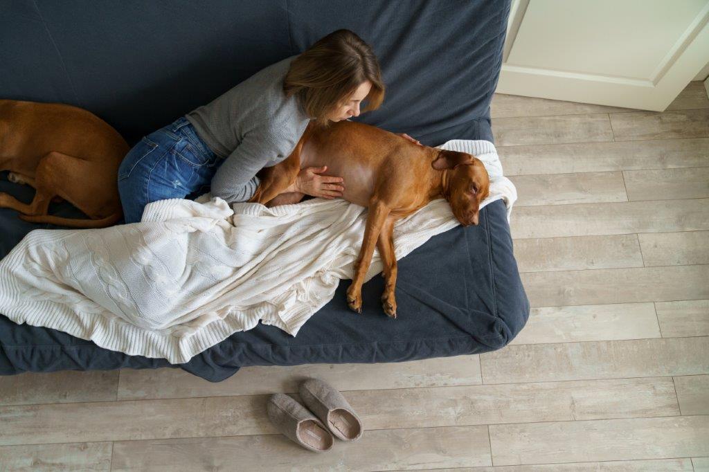 Frau liegt mit leidendem Hund auf dem Sofa