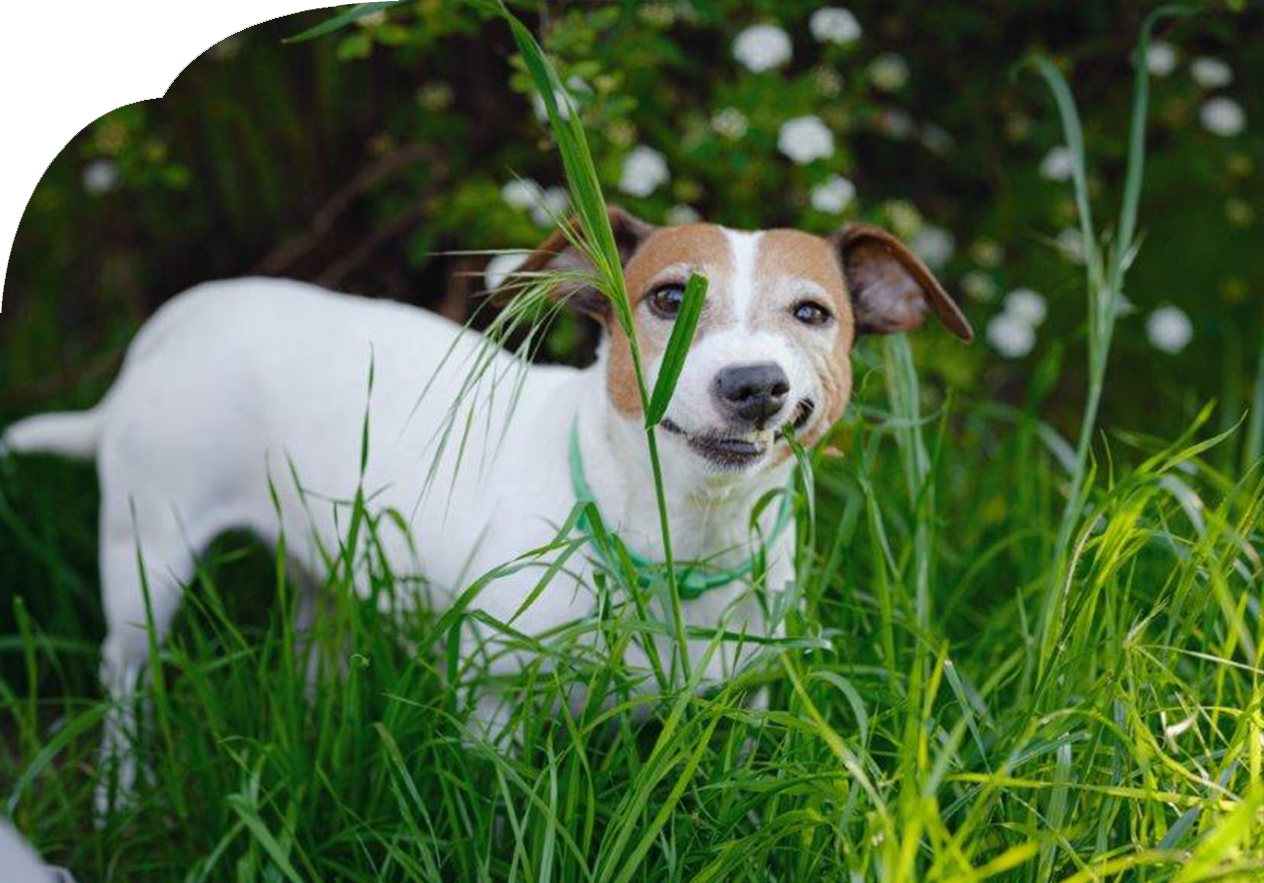Kleiner Hund friss Gras